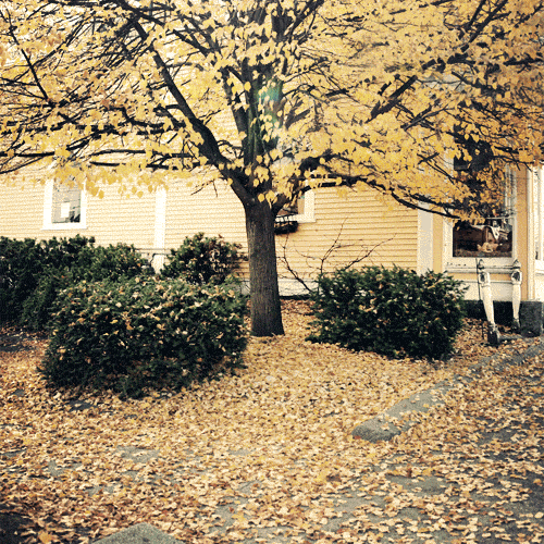 Comment Embrasser la Magie de Novembre et Faire le Plein de Bonheur 🍂✨