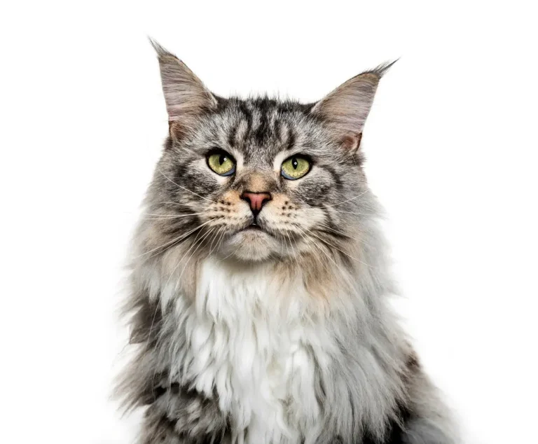 Litière automatique XXL pour gros chats