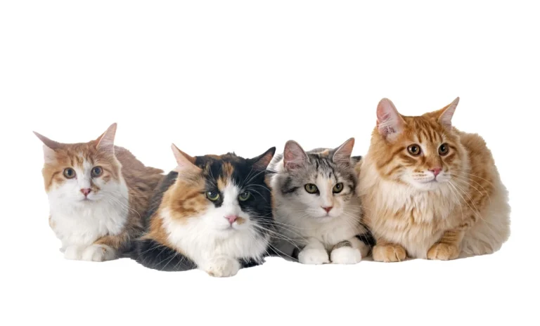 Litière automatique pour plusieurs chats