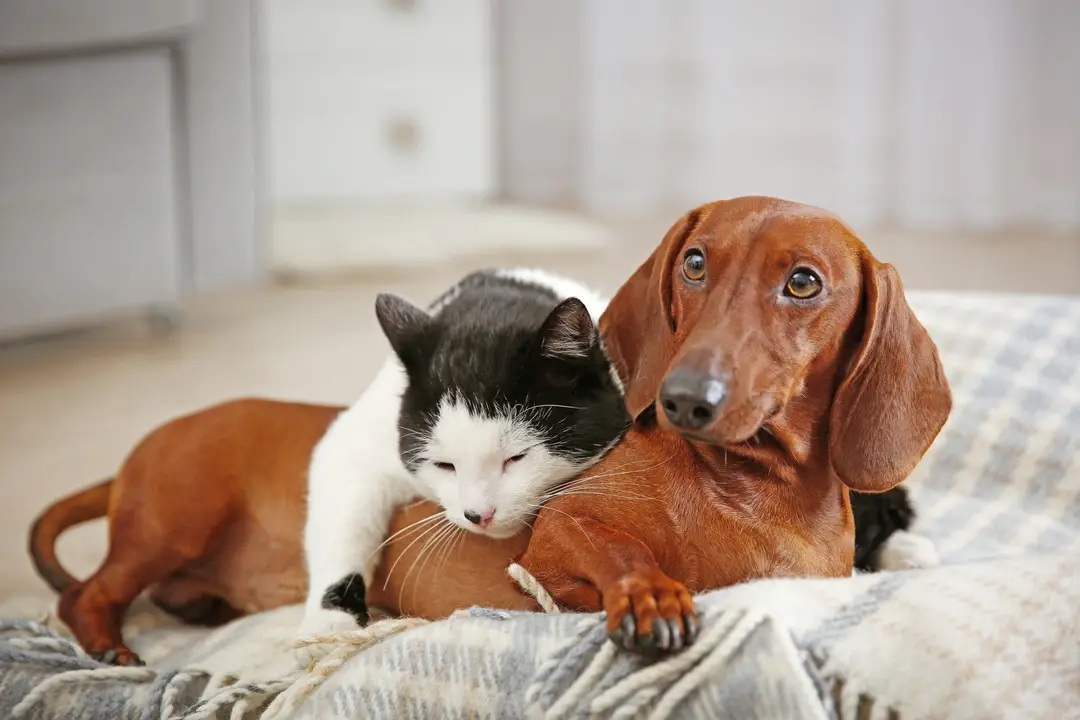 Top 10 cadeaux pour chiens et chats Confort & sérénité